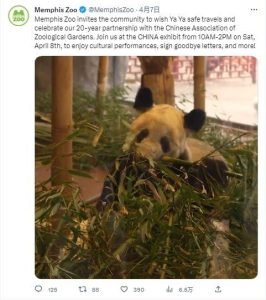 YYPanda.jpg