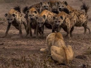 cornering Hyenas.jpg